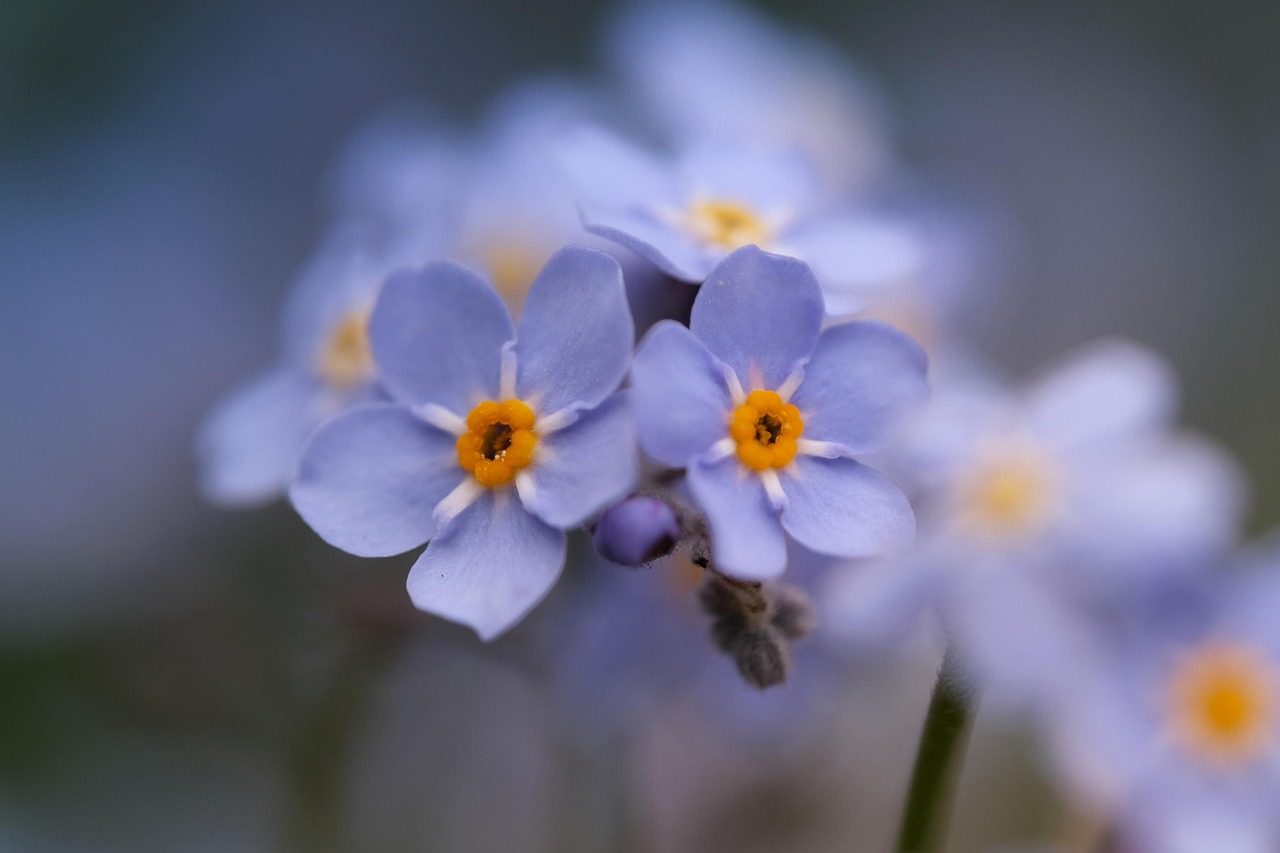 flower, forgot me not, petals, plants, spring, wild, nature, springtime, wildflower, macro, background