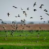 A picturesque scene of a flock of birds flying over a lush green field during the day.